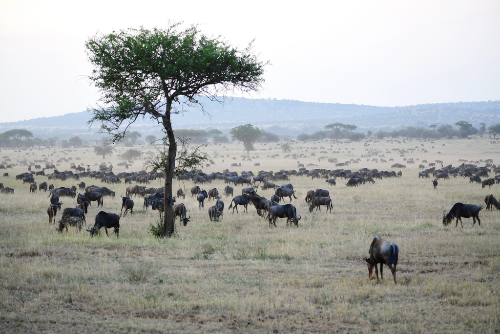 Serengeti Western Corridor